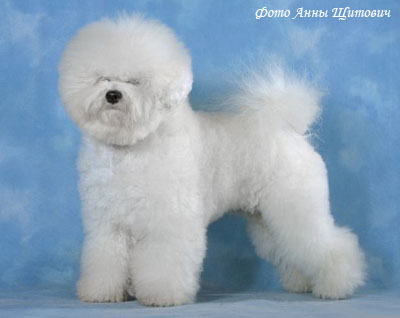 Бишон фризе