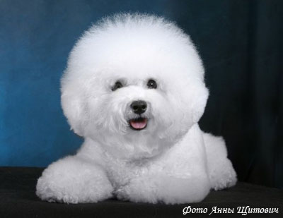 Французский бишон