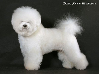 Французский бишон