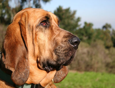 собака святого губерта