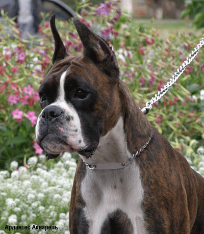 Немецкий боксер