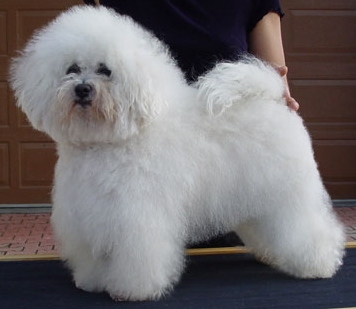 Итальянская болонка