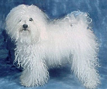 Итальянская болонка