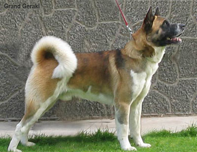 Американская акита