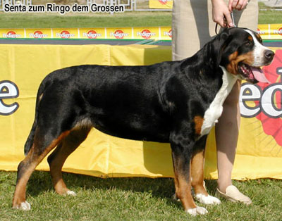 Большой зенненхунд