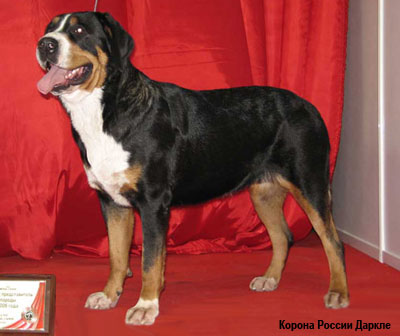 Большой швейцарский зенненхунд