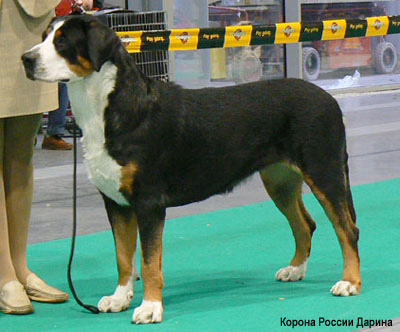Большой швейцарский зенненхунд