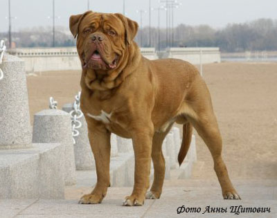 Бордоский дог