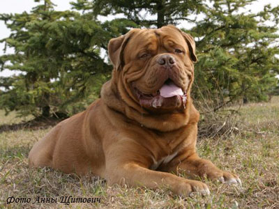 Французский мастиф