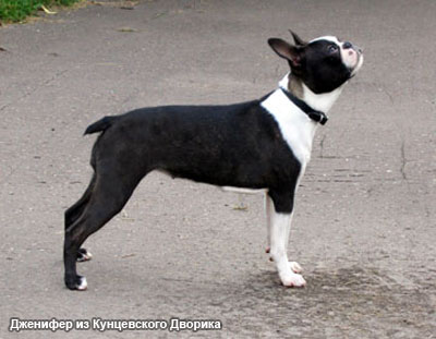 Бостон терьер