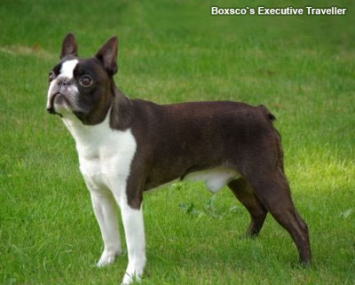 Бостон терьер