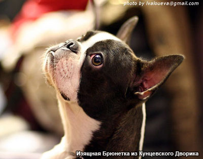 Бостон терьер