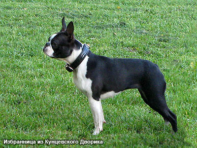 Бостон терьер