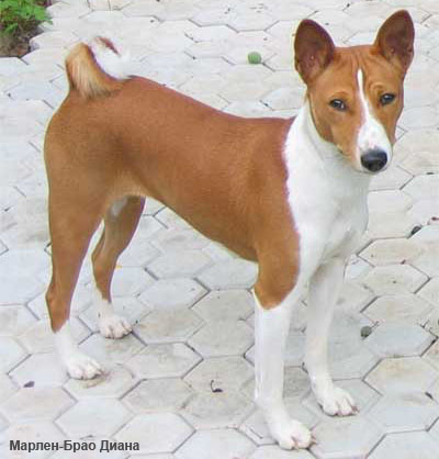 Конго-терьер