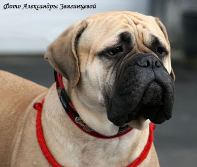 Бульмастиф