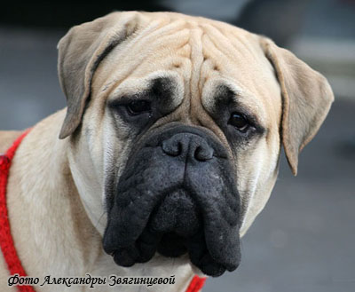 Бульмастифф