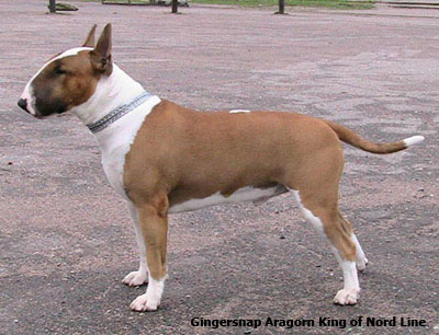 Английский бультерьер