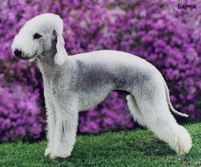 Бедлингтон терьер