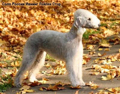 Бедлингтон терьер