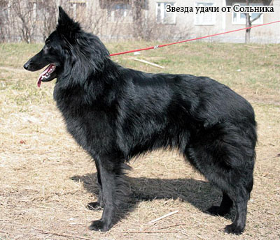 Бельгийская овчарка