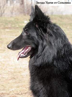 Грюнендаль