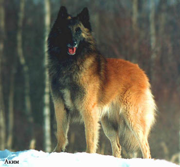 Бельгийская овчарка