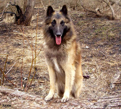 Бельгийская овчарка