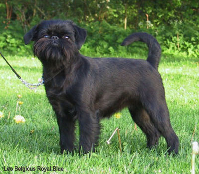 Бельгийский гриффон
