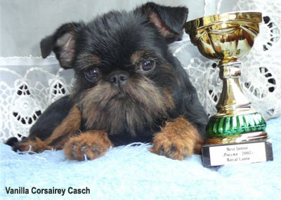 Бельгийский гриффон