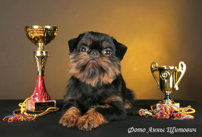 Бельгийский гриффон