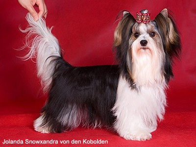 бивер йоркширский терьер