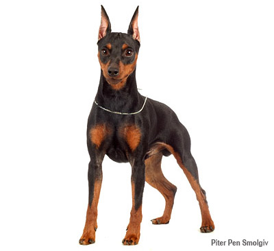 Цверпинчер минпин