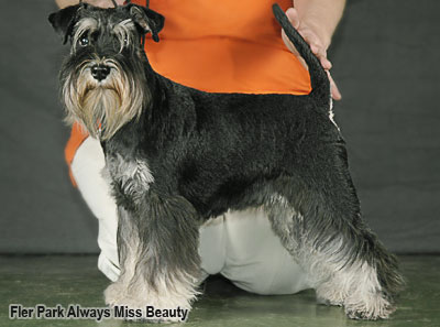 Цвергшнауцер