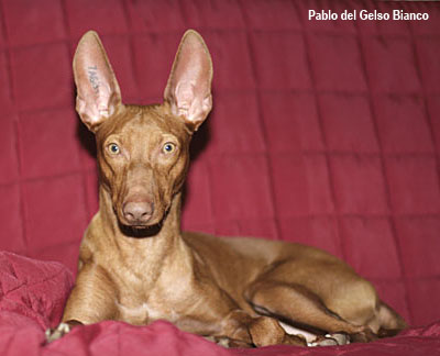 Чирнеко делль Этна