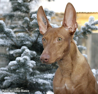 Чирнеко делль Этна