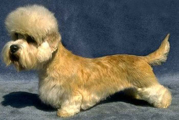 Денди динмонт терьер