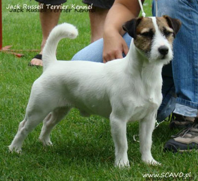 Джек Рассел терьер