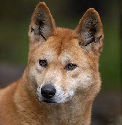 дикая собака динго