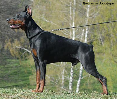 Доберман