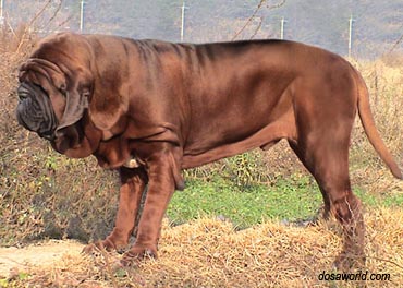 Доса ину доза ину