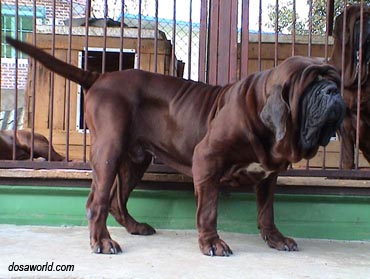 Корейский мастиф