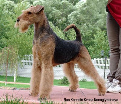 Эрдельтерьер