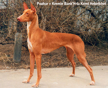 собака фараонов