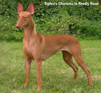 Фараонова собака