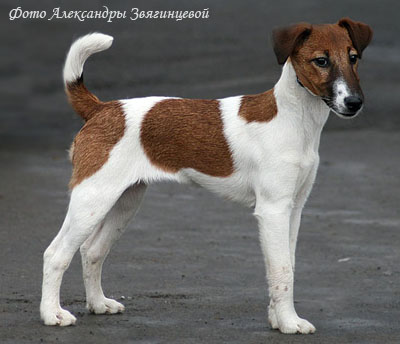 Фокстерьер гладкошерстный