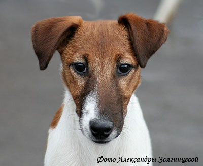 гладкошерстный фокстерьер
