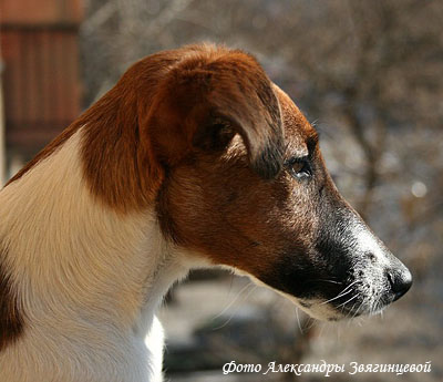 фокстерьер