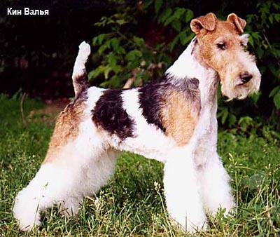 фокс жесткошерстный