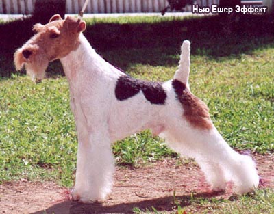 Фокстерьер жесткошерстный