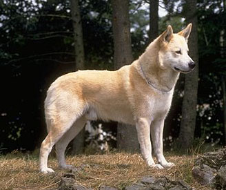 Ханаанская собака